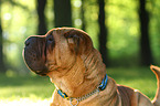 Shar Pei Portrait