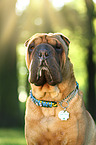 Shar Pei Portrait