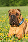 lying Shar Pei