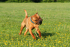playing Shar Pei