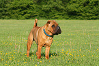 standing Shar Pei