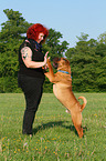 begging Shar Pei