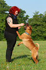 begging Shar Pei