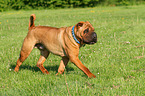 walking Shar Pei