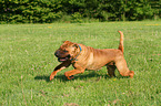 running Shar Pei