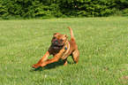 running Shar Pei