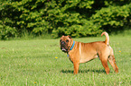 standing Shar Pei