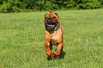 running Shar Pei