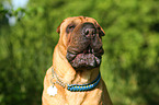 barking Shar Pei