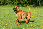 running Shar Pei