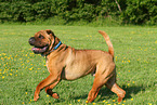 running Shar Pei