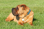 lying Shar Pei