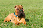 lying Shar Pei