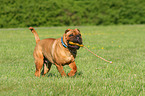 playing Shar Pei