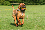 playing Shar Pei