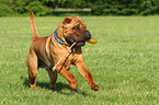 playing Shar Pei