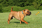 playing Shar Pei