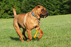 playing Shar Pei