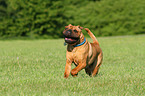 running Shar Pei