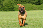 walking Shar Pei