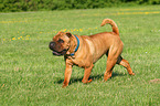 walking Shar Pei