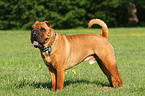 standing Shar Pei