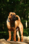 standing Shar Pei