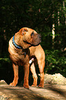 standing Shar Pei