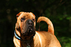 Shar Pei Portrait