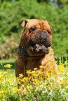 Shar Pei eats grass