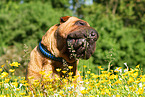 snuffling Shar Pei