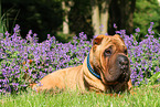 lying Shar Pei