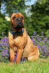 sitting Shar Pei