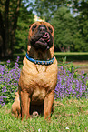 sitting Shar Pei