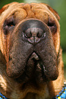 Shar Pei nose