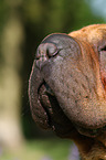 Shar Pei nose