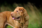 Shar Pei Portrait