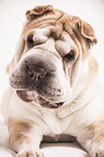 lying Shar Pei