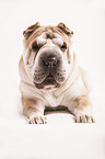 lying Shar Pei