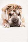 lying Shar Pei