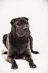 lying Shar Pei