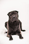 lying Shar Pei