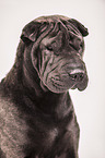 Shar Pei Portrait