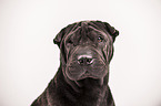 Shar Pei Portrait