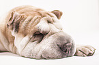 sleeping Shar Pei