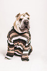 sitting Shar Pei