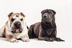 2 Shar Peis