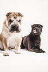 2 Shar Peis