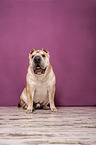 sitting Shar Pei