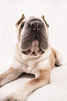 lying Shar Pei